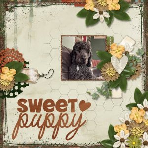 Sweet Puppy
