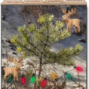 A Charlie Brown Tree