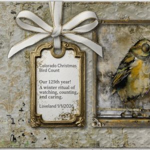 Colorado Christmas Bird Count