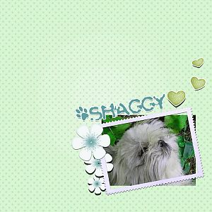 shaggy