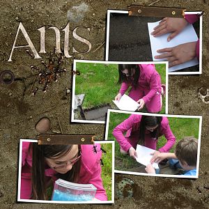 Ants