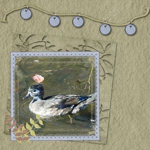 Female Wood Duck