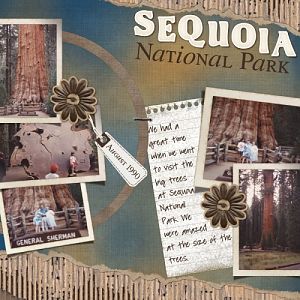 Sequoia