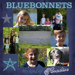 Bluebonnets