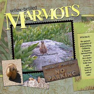 marmota flaviventris