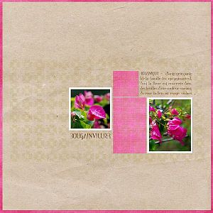 Bougainvilliers