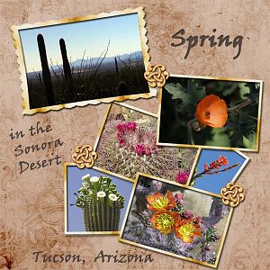 Sonora Desert Spring