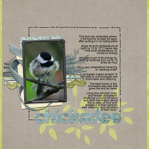 Chickadee_rectangle_copy