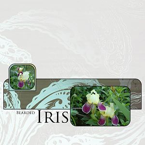 Iris