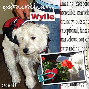 Wylie-the-purse'
