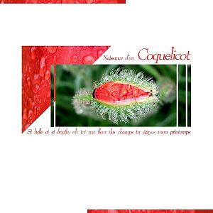 coquelicot