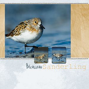 bcasseau sanderling