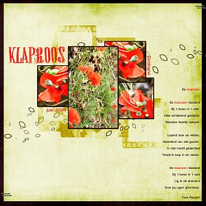 Klaproos (poppies)