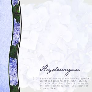 Hydrangea...