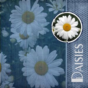 Daisies