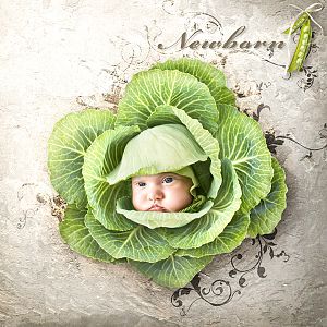 Cute cabbage