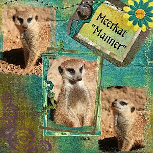 Meerkat "Manner"