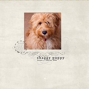 Shaggy Puppy