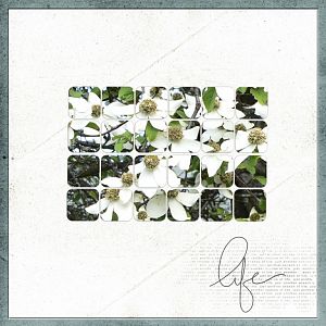 Dogwood