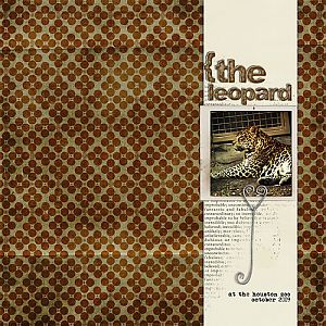 the leopard