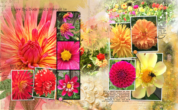 16 July Dahlias