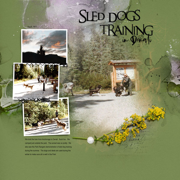 1977Aug6 sled dogs