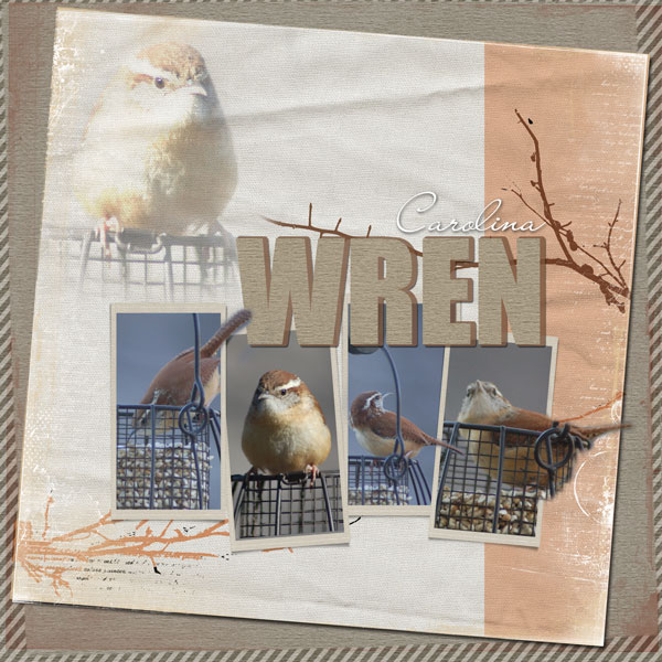 2012Mar14 Wren