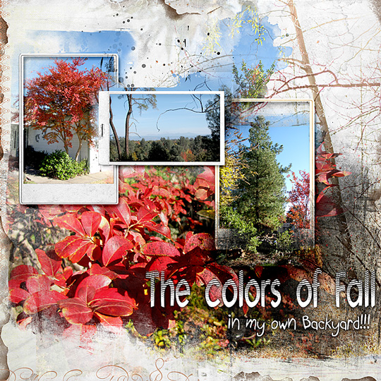 2013 Fall Colors in my yard...