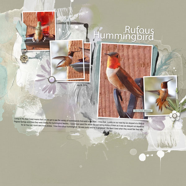 2014Jul20 Rufous Anna Summer challenge