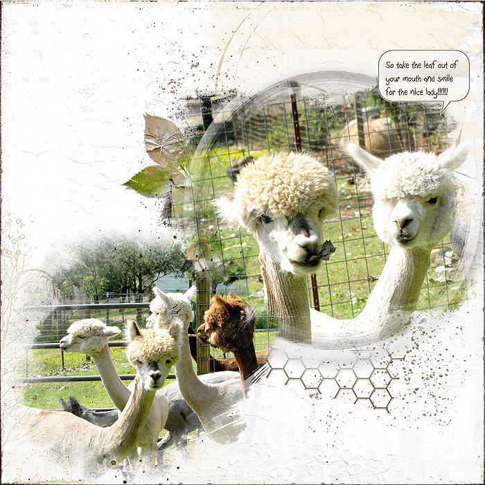 2015 Alpaca Lunch... Anna lift