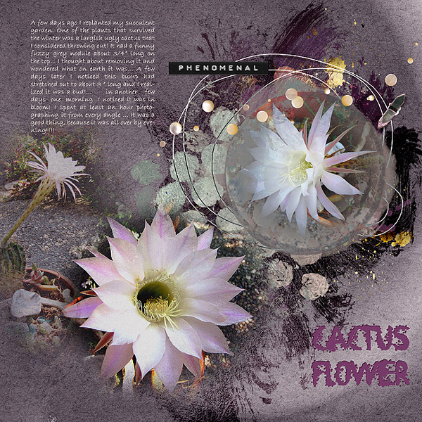 2015 Cactus flower