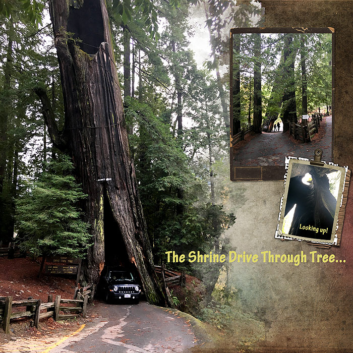 2015 Shrine Drive Through Tree... Anna color challenge