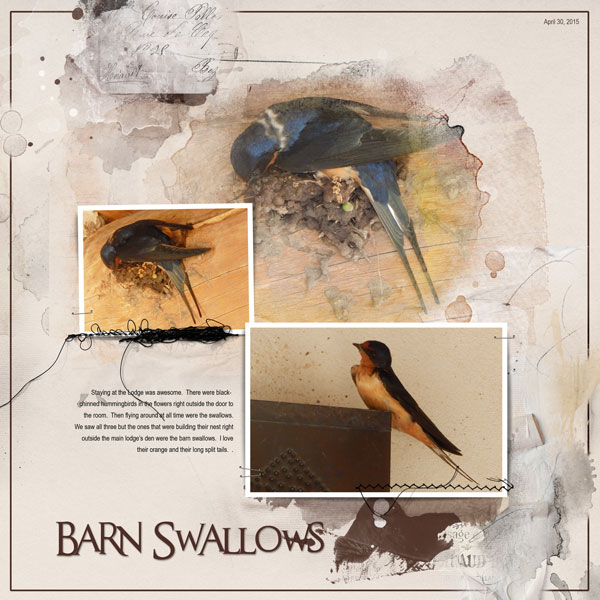 2015Apr30 barn swallows