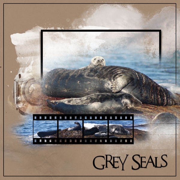 2016Jun27 grey seals Anna lift
