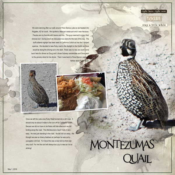 2016May1 Montezuma's Quail