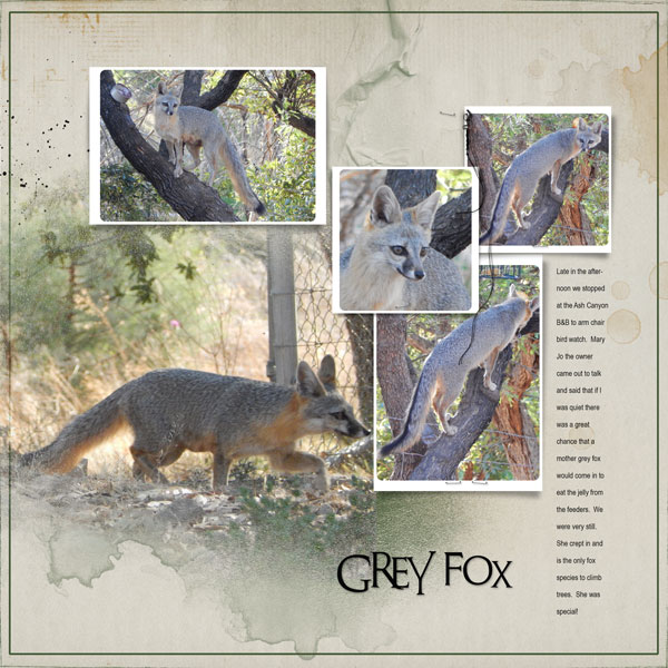 2016May4 grey fox