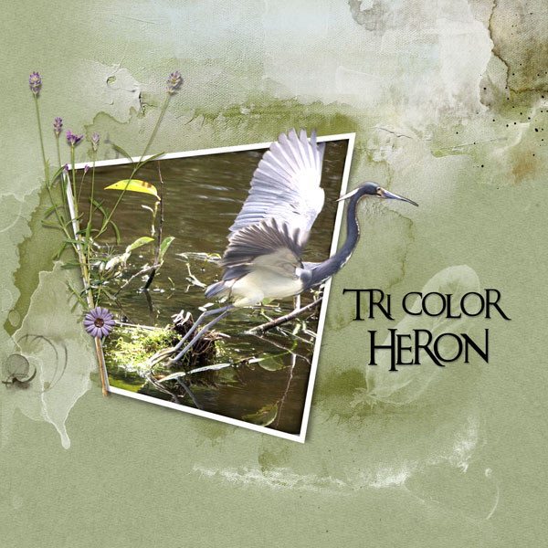 2017Apr24 tricolor heron