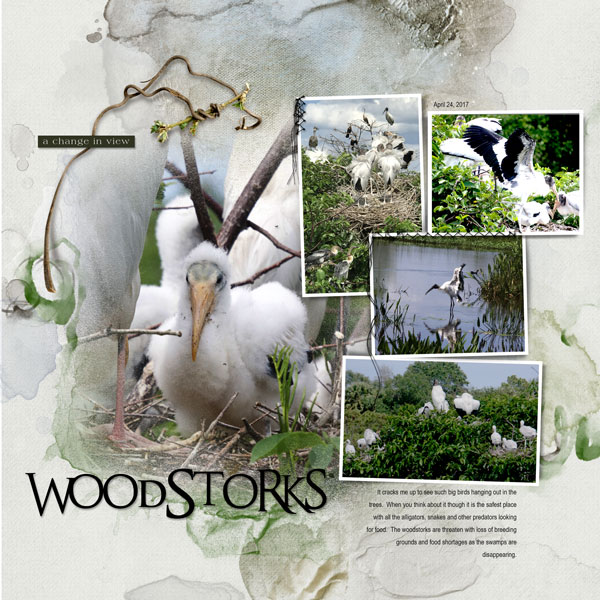 2017Apr24 woodstorks