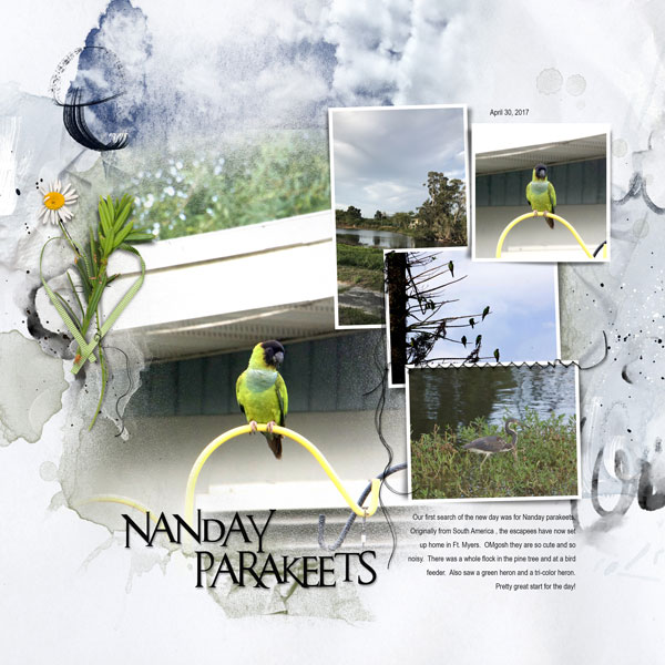 2017Apr30 Nanday parakeets