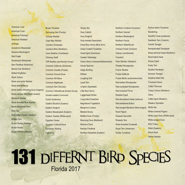 2017May1 131 birds