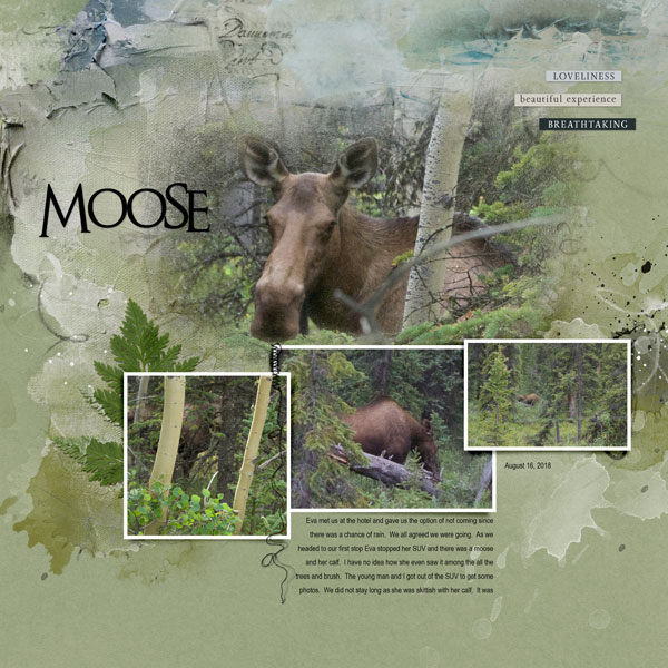 2018Aug16 moose