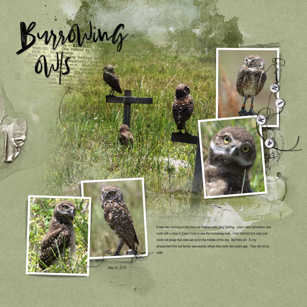2019May22 burrowing owls