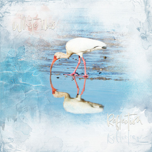 2019May22 white ibis reflection