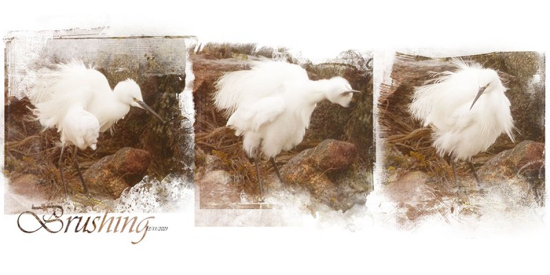 20211113 BrushingB.jpg