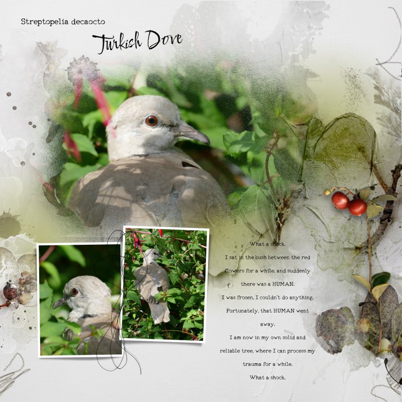 2023 0706 Turkish Dove.jpg