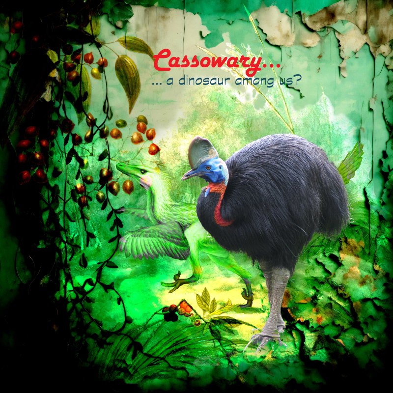 20240201-Cassowary.jpg