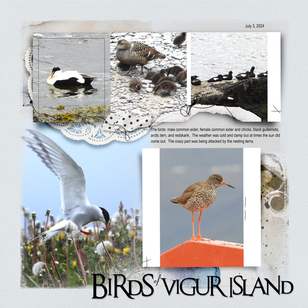 2024Jul3-birdsofVigur-web.jpg