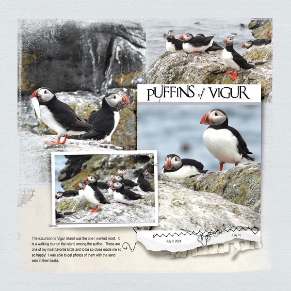 2024Jul3-puffins-vigur-web.jpg