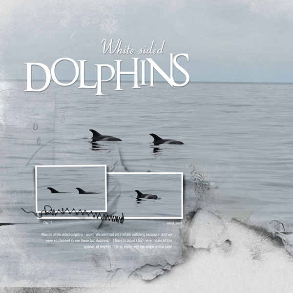 2024Jul8-dolphins-web.jpg