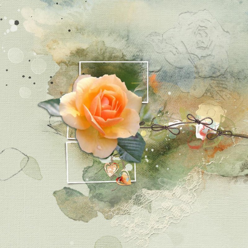 2025.08 Rose.jpg